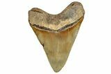 Fossil Megalodon Tooth - North Carolina #328422-2